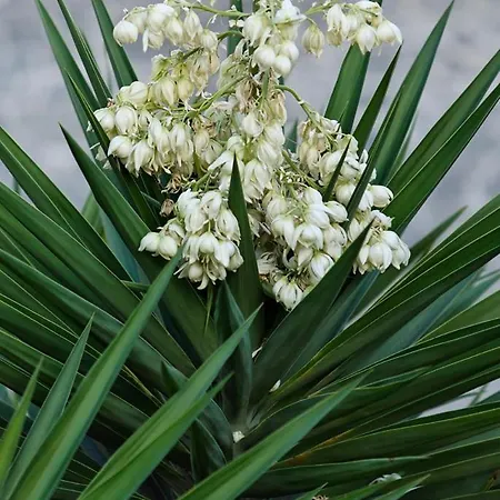 Ξενοδοχείο Adriana 3*