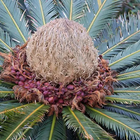 מלון Adriana מונטרוסו אל מארה